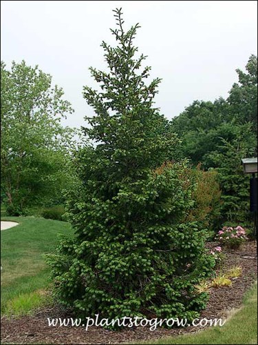 This is around a 10-12 foot tree that has been in this spot for 6-8 years. It seems to be defying the rule about hot and dry areas. Only time will tell.